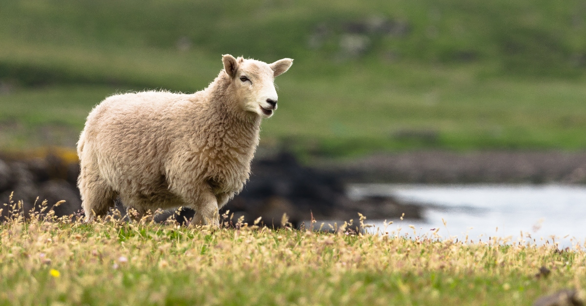 The Meaning of Psalm 23: A Deep and Comforting Explanation