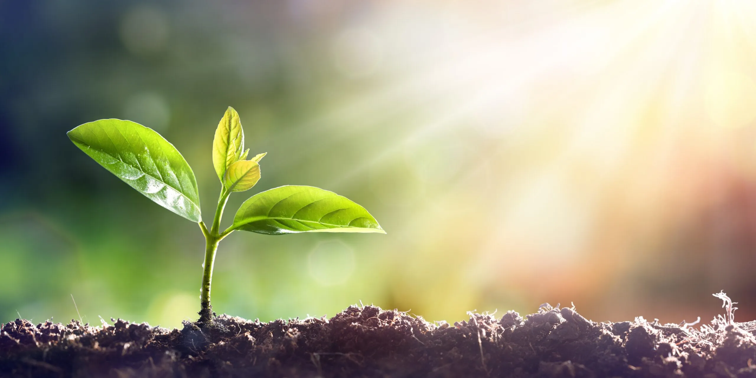 The Signs of Christian Maturity