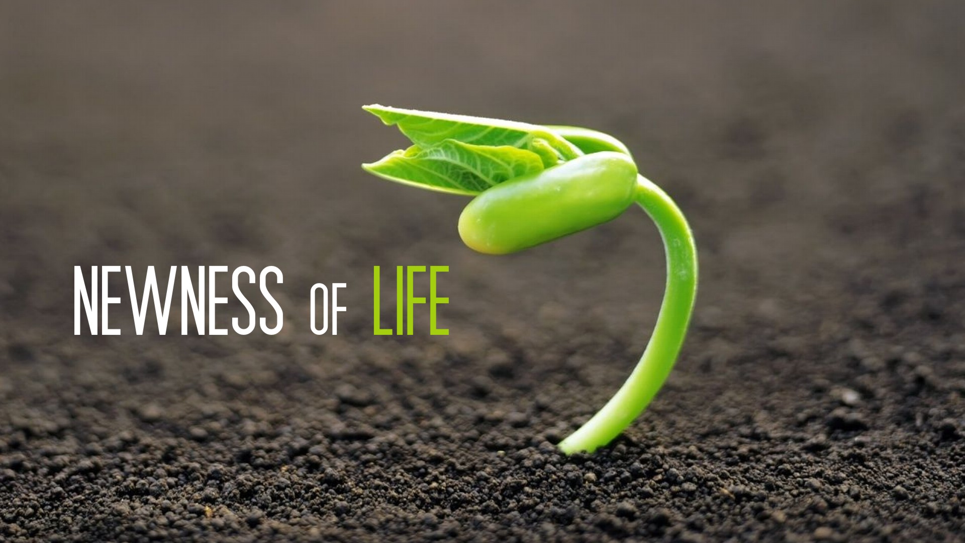 How to Walk in the Newness of Life